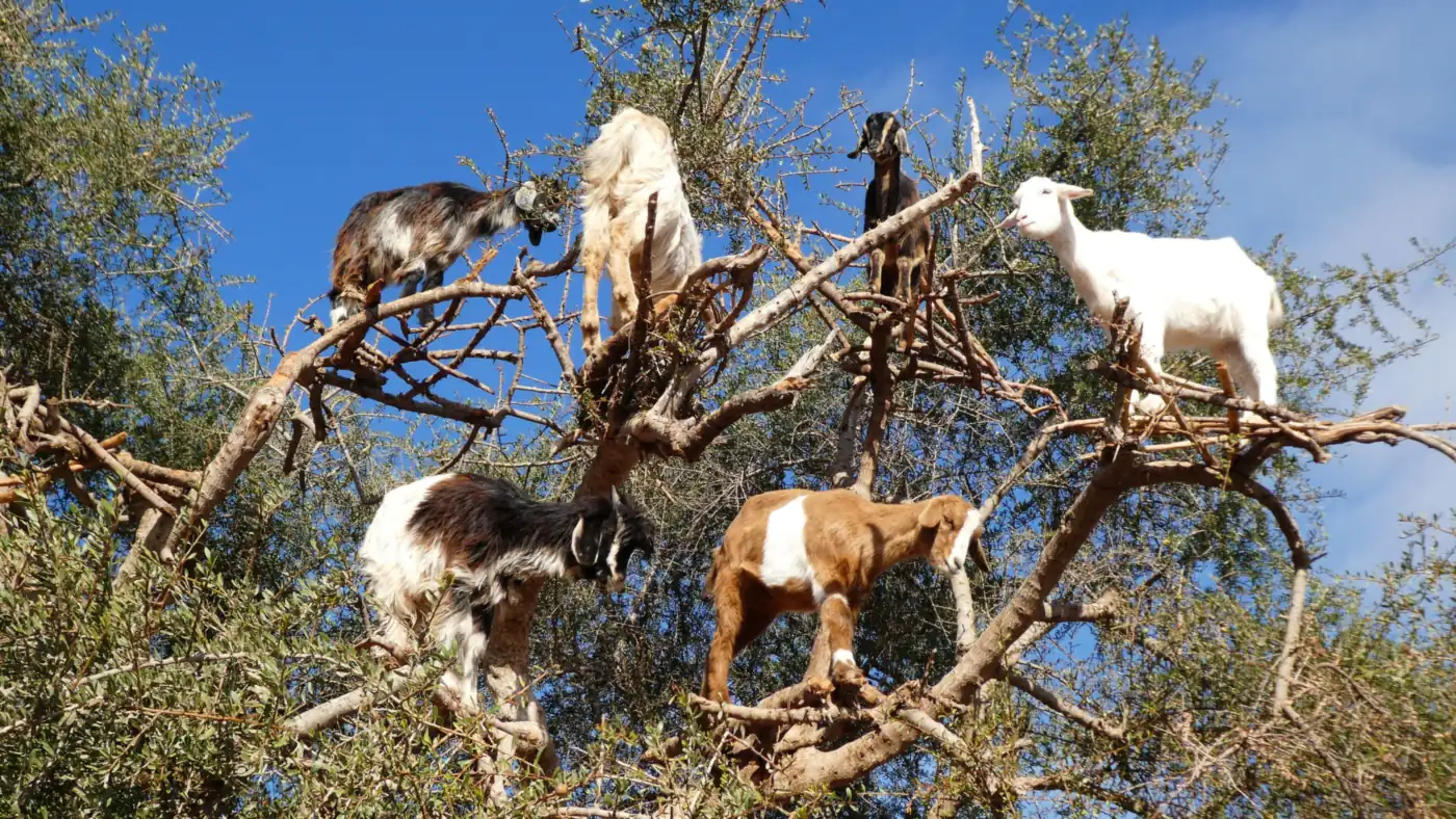 Chèvres perchées dans un arganier entre Marrakech et Agadir