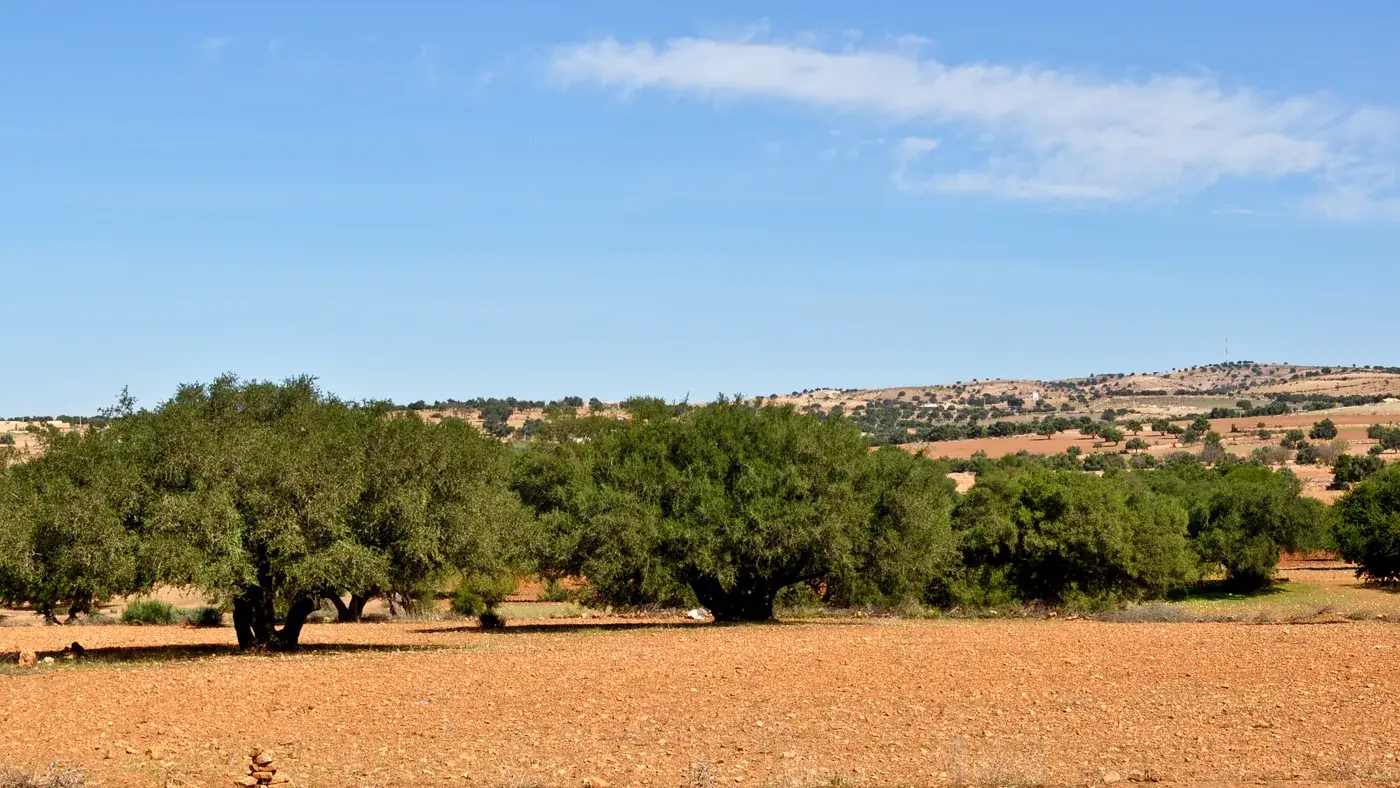 Argan tree plain on the route from Marrakech to Agadir