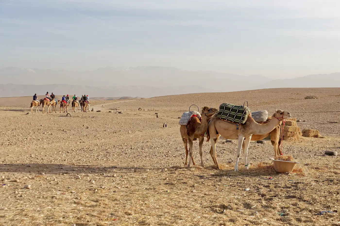 Agafay desert: resting dromedaries with the Atlas behind