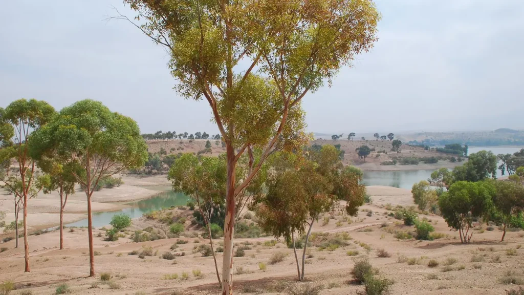 Lalla Takerkoust : le lac et ses eucalyptus