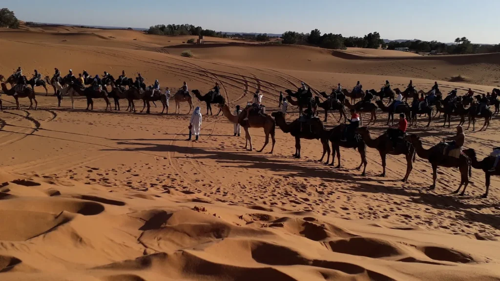 Merzouga: camel caravan in the Erg Chebbi dunes