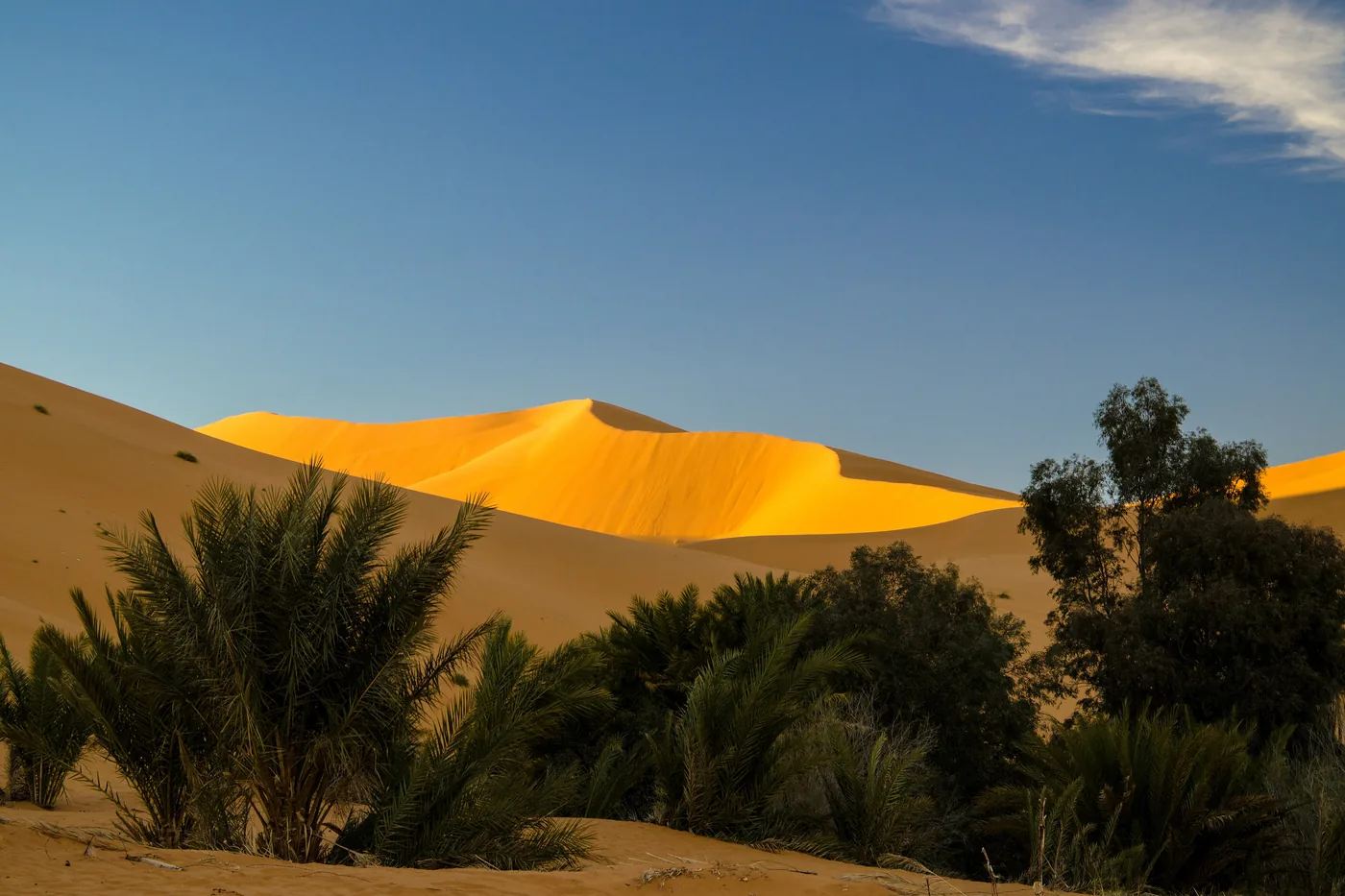 Merzouga : palmeraie au pied des grandes dunes
