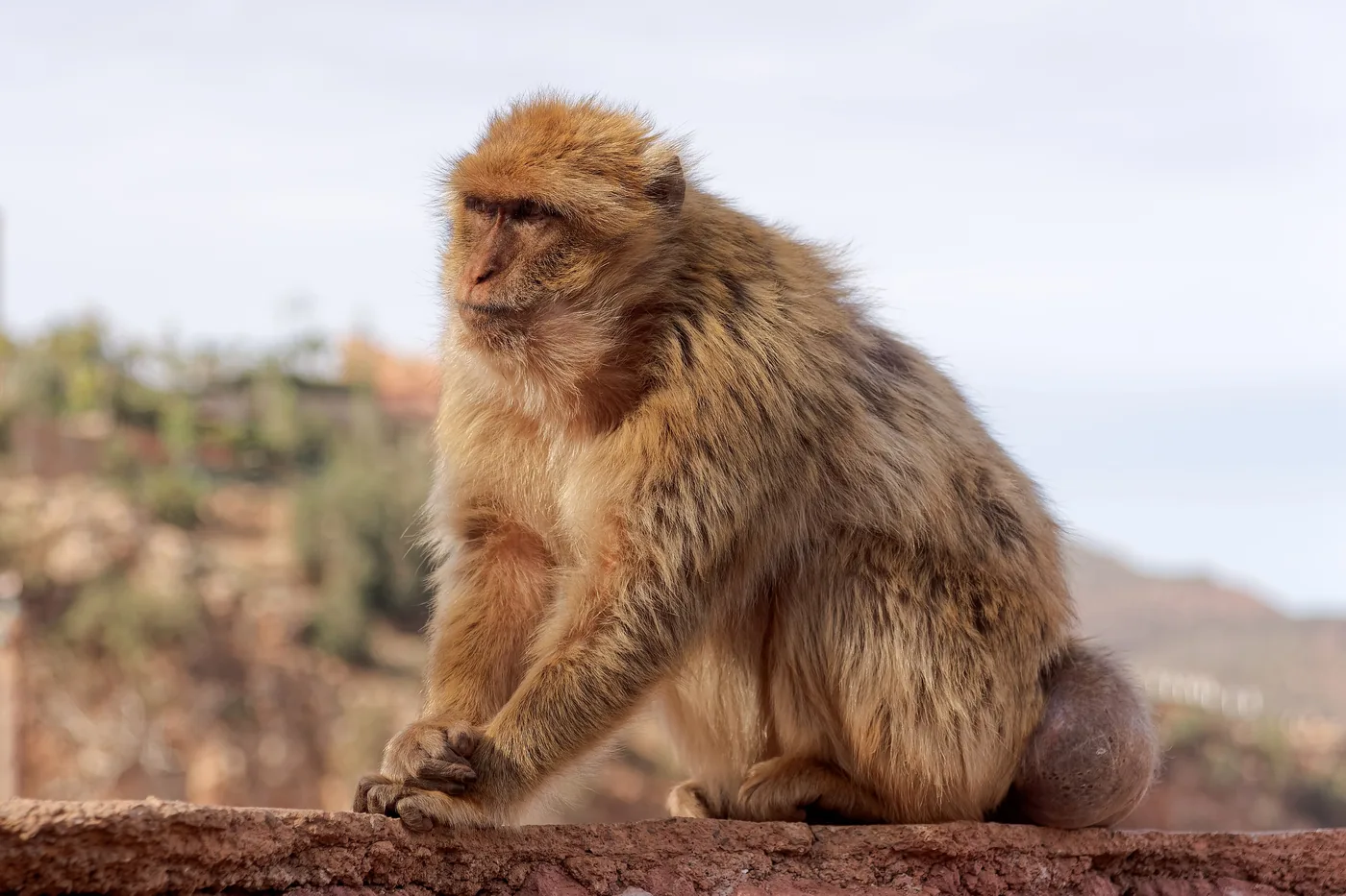 Ouzoud waterfalls: Barbary macaque on the trail
